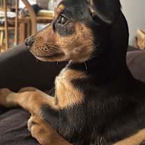 Thumbnail photo of Bandit #2