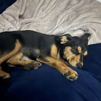 Thumbnail photo of Bandit #3