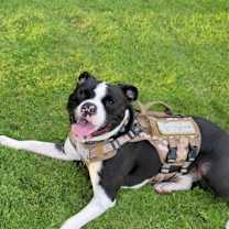 Thumbnail photo of Buddy #2