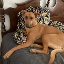 Thumbnail photo of Rosalee #1