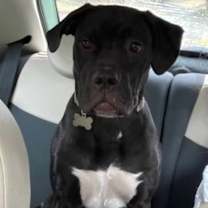 Thumbnail photo of Penny #3