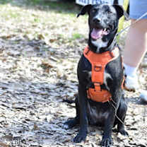 Thumbnail photo of Abby #4