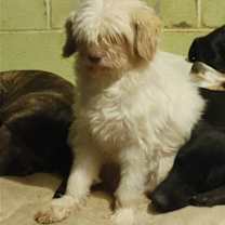 Thumbnail photo of Dexter #2