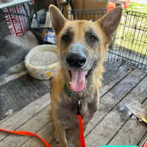 Thumbnail photo of Ranger #1