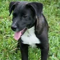 Thumbnail photo of Piper #3