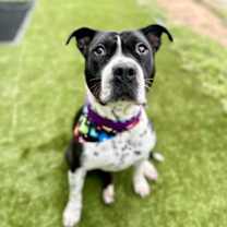 Thumbnail photo of Sandy #1