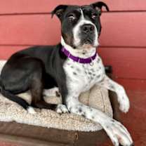 Thumbnail photo of Sandy #4
