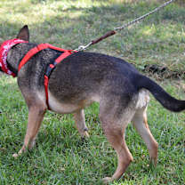 Thumbnail photo of Deya #2
