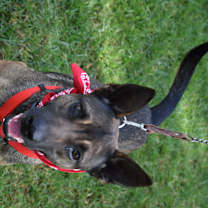 Thumbnail photo of Deya #3
