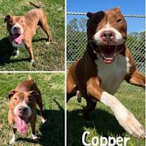 Thumbnail photo of Copper #1