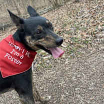 Thumbnail photo of Meeko #3