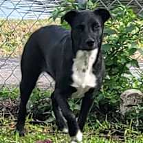 Thumbnail photo of Piper #1
