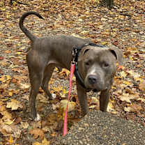 Thumbnail photo of Brutus (Bru Bru, Bru Boy) #1