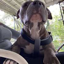 Thumbnail photo of Brutus (Bru Bru, Bru Boy) #3