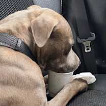 Thumbnail photo of Brutus (Bru Bru, Bru Boy) #4