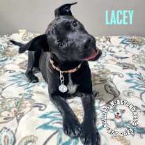 Thumbnail photo of Lacey #3