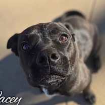 Thumbnail photo of Lacey #4