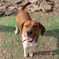 Thumbnail photo of Duke of Earl #1