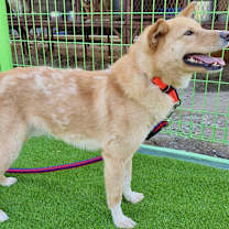 Thumbnail photo of Rao #3