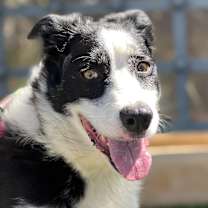 Thumbnail photo of Rocco #1