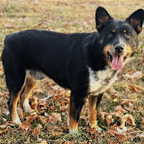 Thumbnail photo of Chip #1
