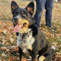 Thumbnail photo of Chip #2