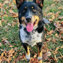 Thumbnail photo of Chip #4