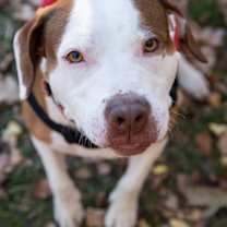 Thumbnail photo of Gus #3