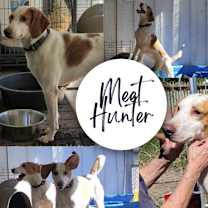 Thumbnail photo of Hunter #1