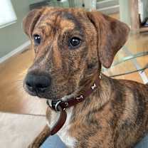 Thumbnail photo of Bruno #2