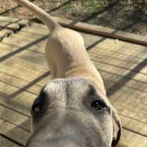 Thumbnail photo of Whiskey #2