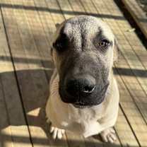 Thumbnail photo of Whiskey #3