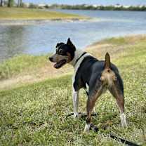 Thumbnail photo of Bilbo (FL) #1