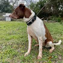 Thumbnail photo of Hazel #4