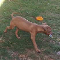 Thumbnail photo of Odin #1