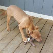 Thumbnail photo of Odin #2
