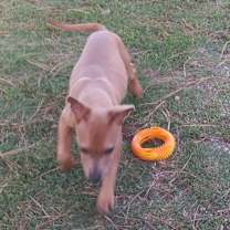 Thumbnail photo of Odin #3
