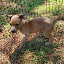Thumbnail photo of Odin #4