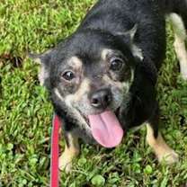 Thumbnail photo of Lucky #1