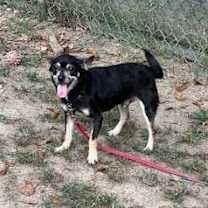 Thumbnail photo of Lucky #2