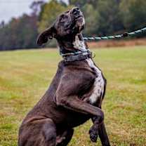 Thumbnail photo of Bogey #4