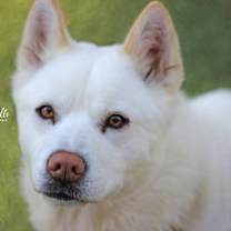 Thumbnail photo of Coco #3