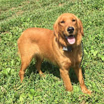 Thumbnail photo of Harper #1