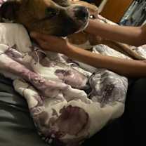 Thumbnail photo of TESS (COURTESY (POST) #2