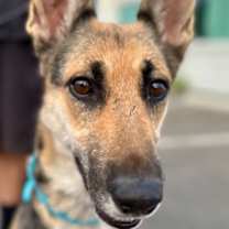 Thumbnail photo of Momo - Adopt Me! #1