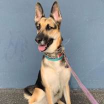 Thumbnail photo of Momo - Adopt Me! #3