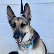 Thumbnail photo of Momo - Adopt Me! #4