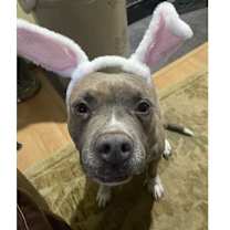Thumbnail photo of Nova #1
