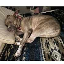 Thumbnail photo of Nova #3