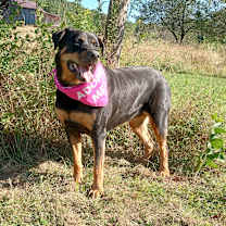 Thumbnail photo of Rosa #1